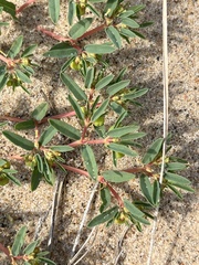 Euphorbia polygonifolia