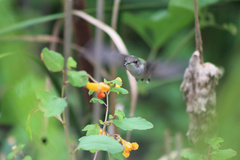 Archilochus colubris