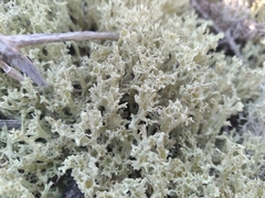 Cladonia boryi