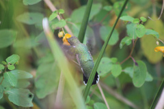 Archilochus colubris