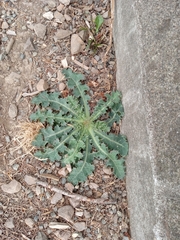 Sonchus asper