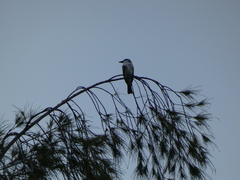 Tyrannus dominicensis