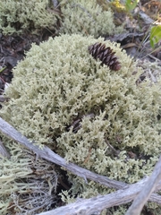 Cladonia boryi