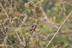 Archilochus colubris