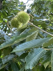 Castanea
