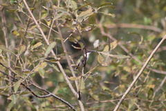 Archilochus colubris