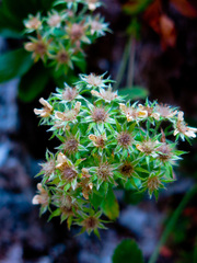 Potentilla caulescens