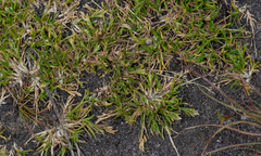 Poa annua
