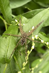 Dolomedes vittatus