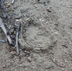 Bothriocyrtum californicum
