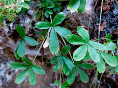 Potentilla caulescens