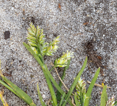 Poa annua