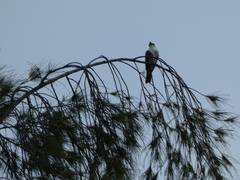Tyrannus dominicensis
