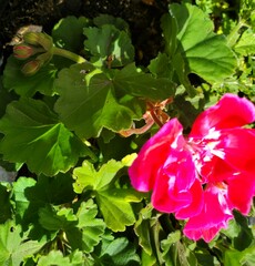 Pelargonium × hybridum