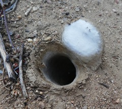 Bothriocyrtum californicum