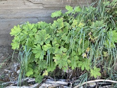 Petasites frigidus palmatus