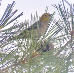 Setophaga occidentalis