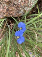 Commelina erecta