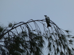 Tyrannus dominicensis
