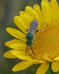 Agapostemon virescens