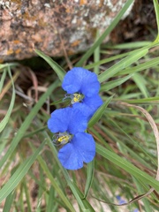 Commelina erecta