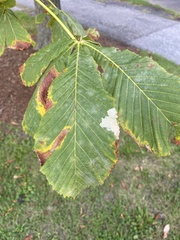 Ulmus glabra