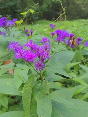 Vernonia gigantea
