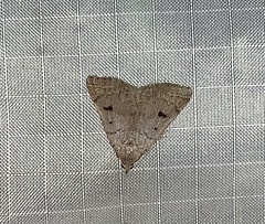 Bleptina caradrinalis