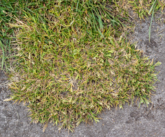 Poa annua