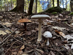 Amanita abrupta