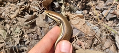Marisora unimarginata