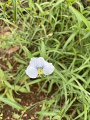 Commelina erecta