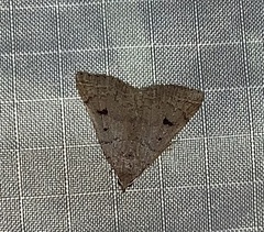 Bleptina caradrinalis