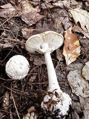 Amanita abrupta