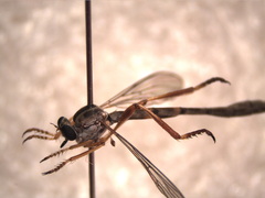 Leptogaster arida