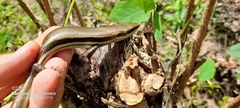Marisora unimarginata