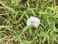 Commelina erecta
