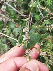 Fallopia convolvulus