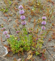 Mentha pulegium