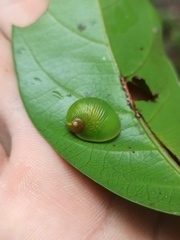 Simpulopsis