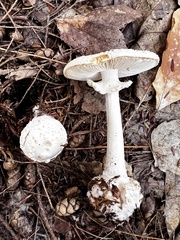 Amanita abrupta