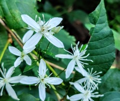 Clematis flammula