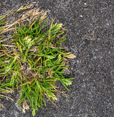 Poa annua