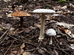 Amanita abrupta
