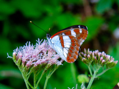Limenitis reducta