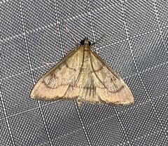 Pyraustini
