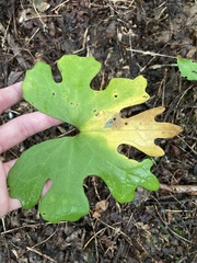 Sanguinaria canadensis