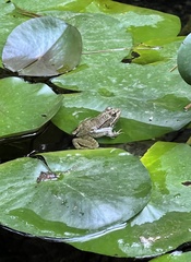 Pelophylax perezi