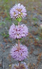 Mentha pulegium