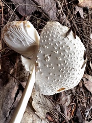 Amanita abrupta